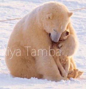 必見 シロクマと犬のハグ 奇跡の癒し系写真本を発見 Cancam Jp キャンキャン