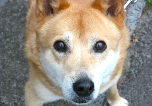 今日のインサイト 10月4日は 世界動物の日 犬のプロに聞いた犬にモテる鉄板テクとは Cancam Jp キャンキャン
