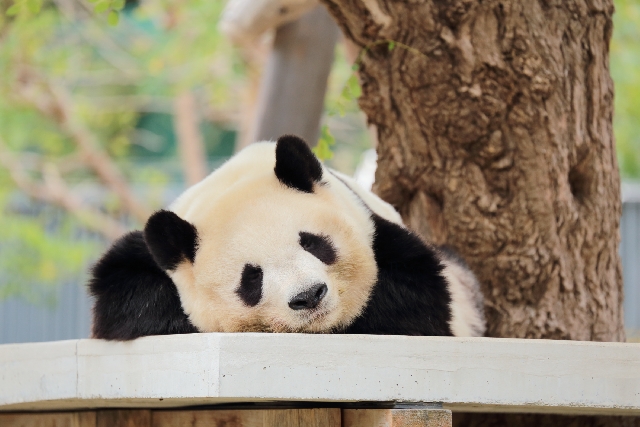 今日のインサイト 中国語の 熊猫 が意味するのは ジャイアントパンダ レッサーパンダ Cancam Jp キャンキャン