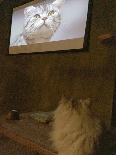 猫も映画を観ます。
