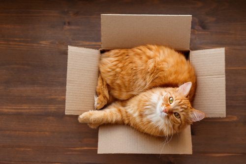 猫,箱,好き