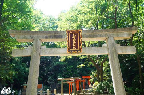 たかのさんぽ,根津神社,神社,高野茂,尾身綾子