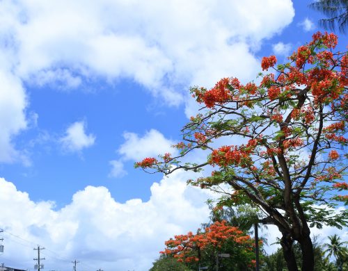 Mariana,Saipan,CanCam