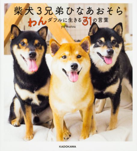 Instagram,インスタ,SNS,人気,柴犬,3兄弟,ひなあおそら