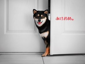 最近よく聞く『保護犬を飼う』って、どういうこと？ | CanCam.jp ...