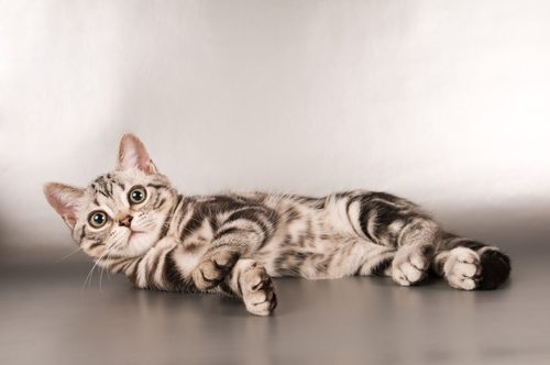 猫の国勢調査 結果発表 日本でいちばん飼われているのは この猫