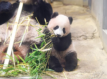 上野動物公園のパンダ