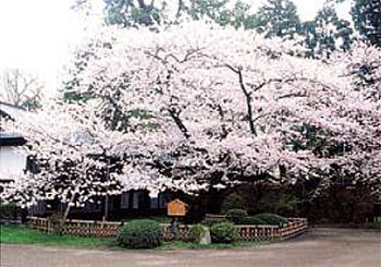 弘前公園の桜