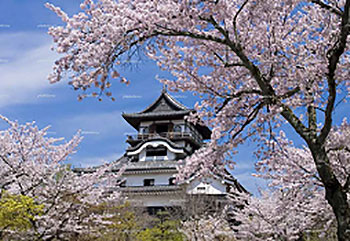 国宝犬山城の桜