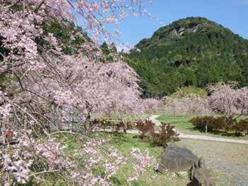 真竹谷広場の桜