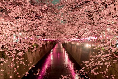 桜絶景スポット
