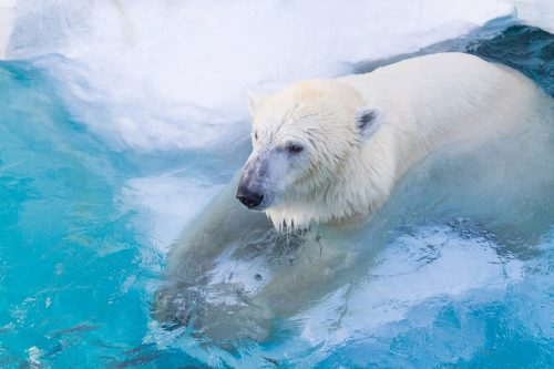 白クマ冷えてます