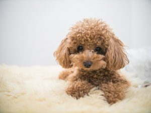 今後飼いたいペット ランキング発表 1位は 犬or猫