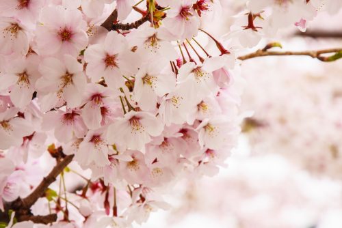 桜、花見
