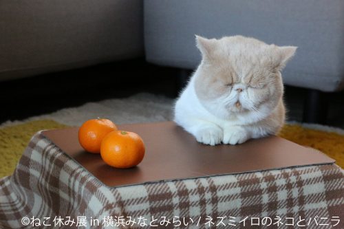 ねこ休み展