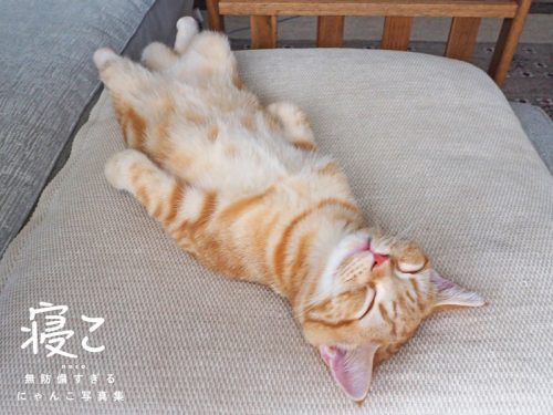 かわいすぎる あられもにゃい ネコの寝姿 写真集が発売
