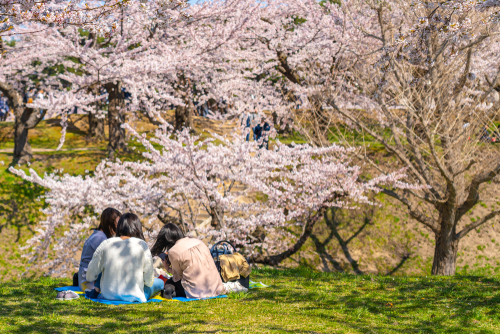 お花見