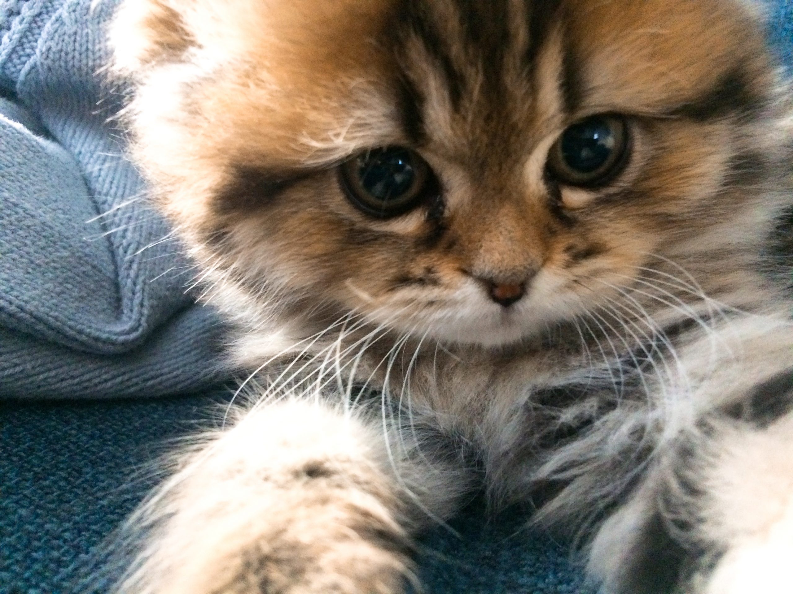 今日も猫に飼われてます ふてぶてしい猫トラちゃんで日常に癒しを 新連載スタート Cancam Jp キャンキャン