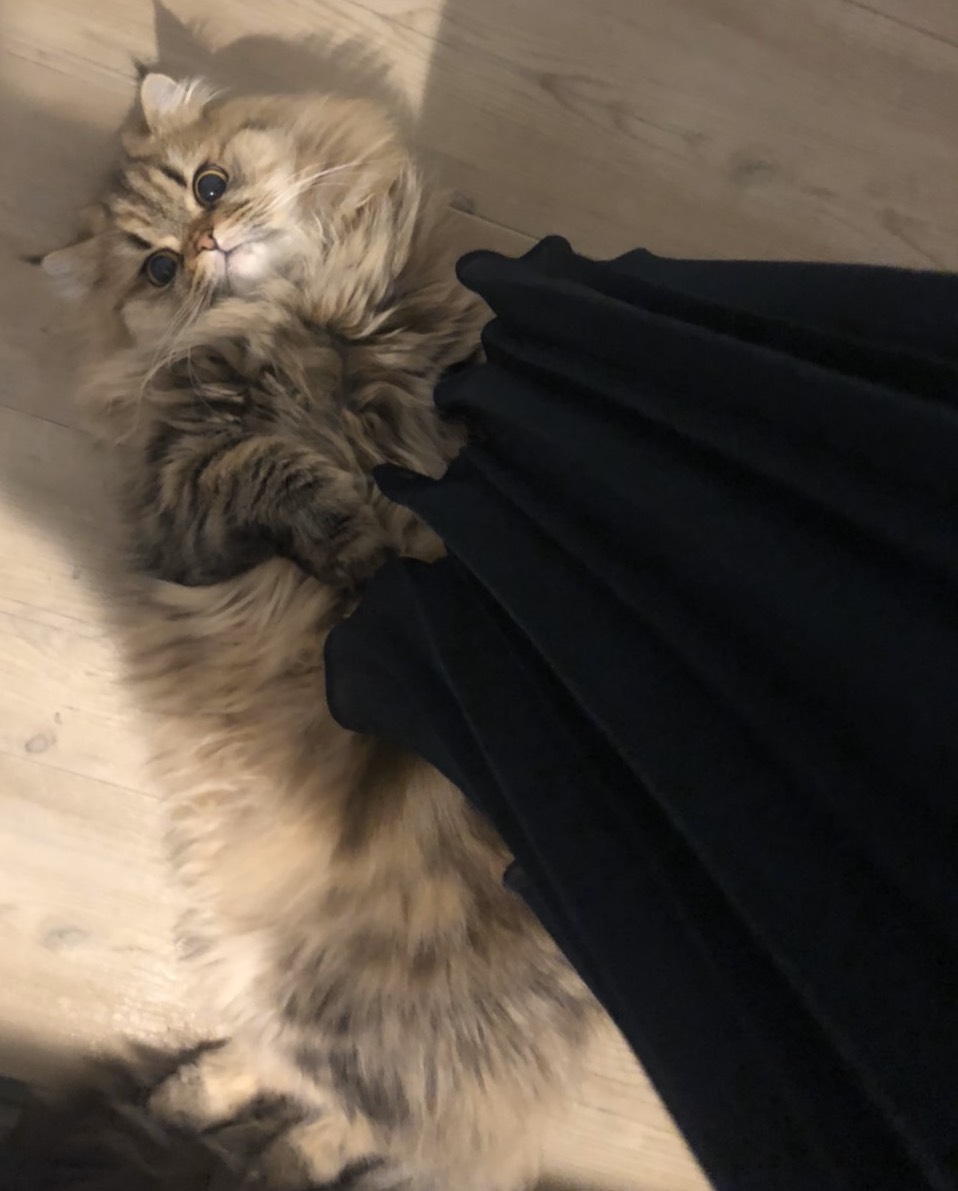 トラちゃんに嫌われないための絶対ルール 今日も猫に飼われてます Vol 11 Cancam Jp キャンキャン