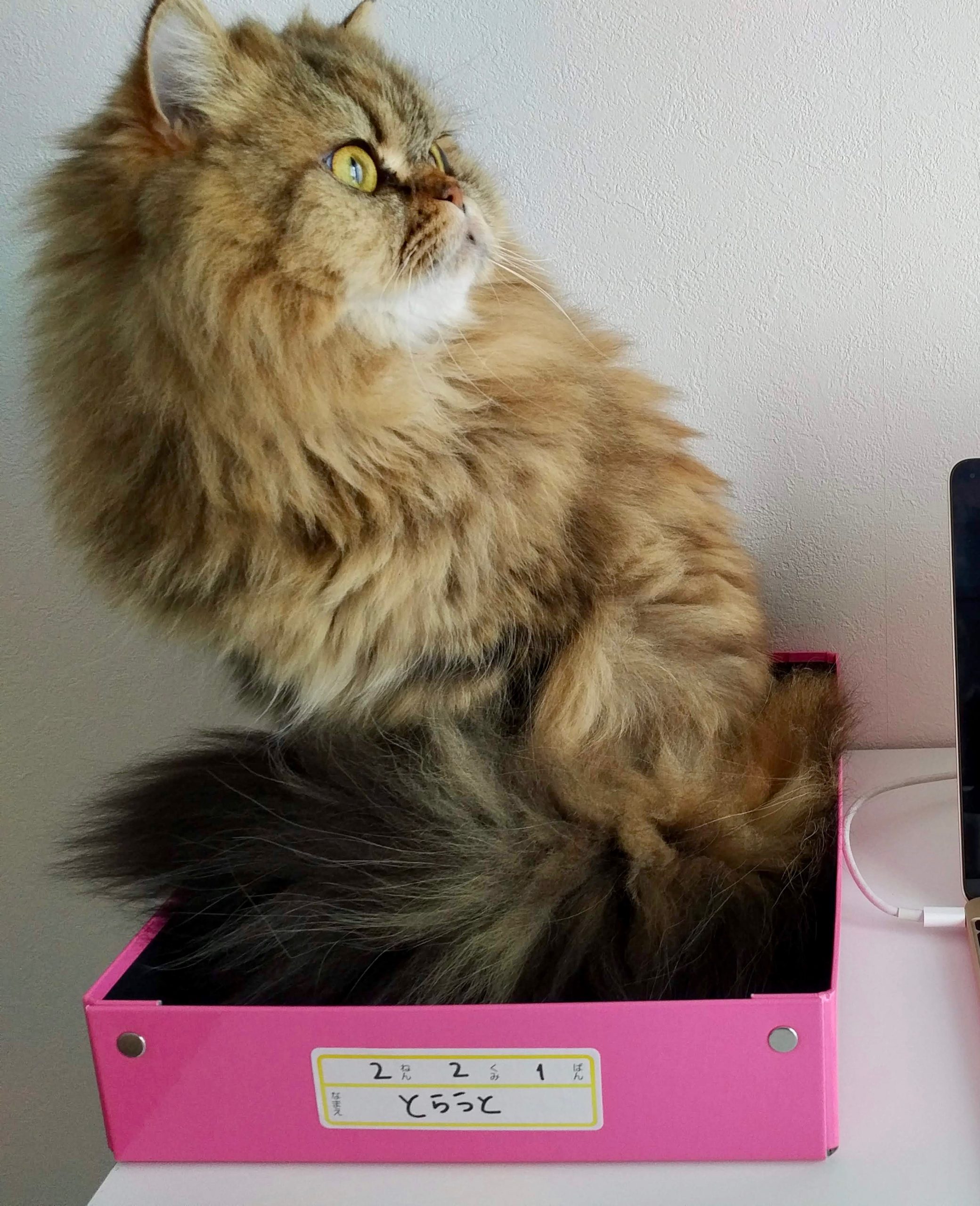 テレワークを邪魔されない 話題の猫専用ボックスを用意してみた 今日も猫に飼われてます Vol 37 Cancam Jp キャンキャン