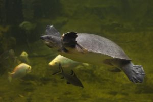 鼈 って読める 絶対知ってる あの生き物の名前です Cancam Jp キャンキャン