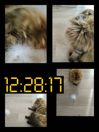 トラちゃん24 12 00 13 00 猫のタイムスケジュールに学ぶ 今日も猫に飼われてます Vol 161 Cancam Jp キャンキャン