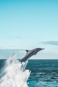 海豚 って読めますか 大人気の絶対に知ってるあの動物 Cancam Jp キャンキャン