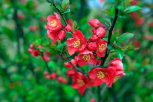 木瓜 の読み方わかる きうり ではありません