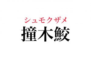 撞木鮫 読めますか きっと見たことある あの海の動物です Cancam Jp キャンキャン