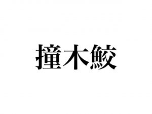 撞木鮫 読めますか きっと見たことある あの海の動物です Cancam Jp キャンキャン