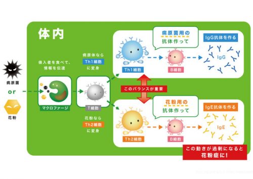 ウイルスとの混同に要注意 改めて知りたい 花粉症対策とおすすめ食品10選 Cancam Jp キャンキャン