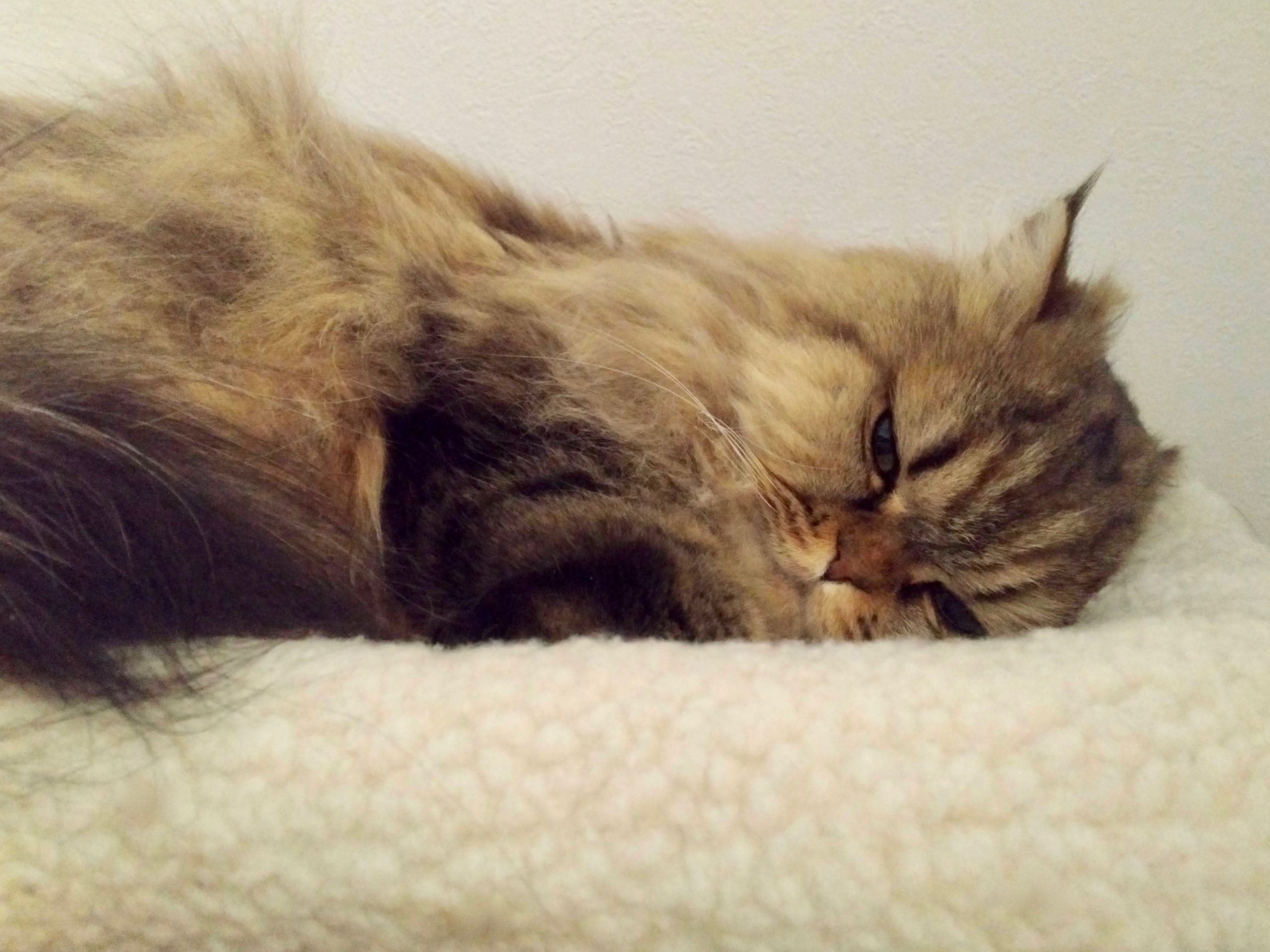 目覚めたらトラちゃん を せこい手段で手に入れた 今日も猫に飼われてます Vol 238 Cancam Jp キャンキャン