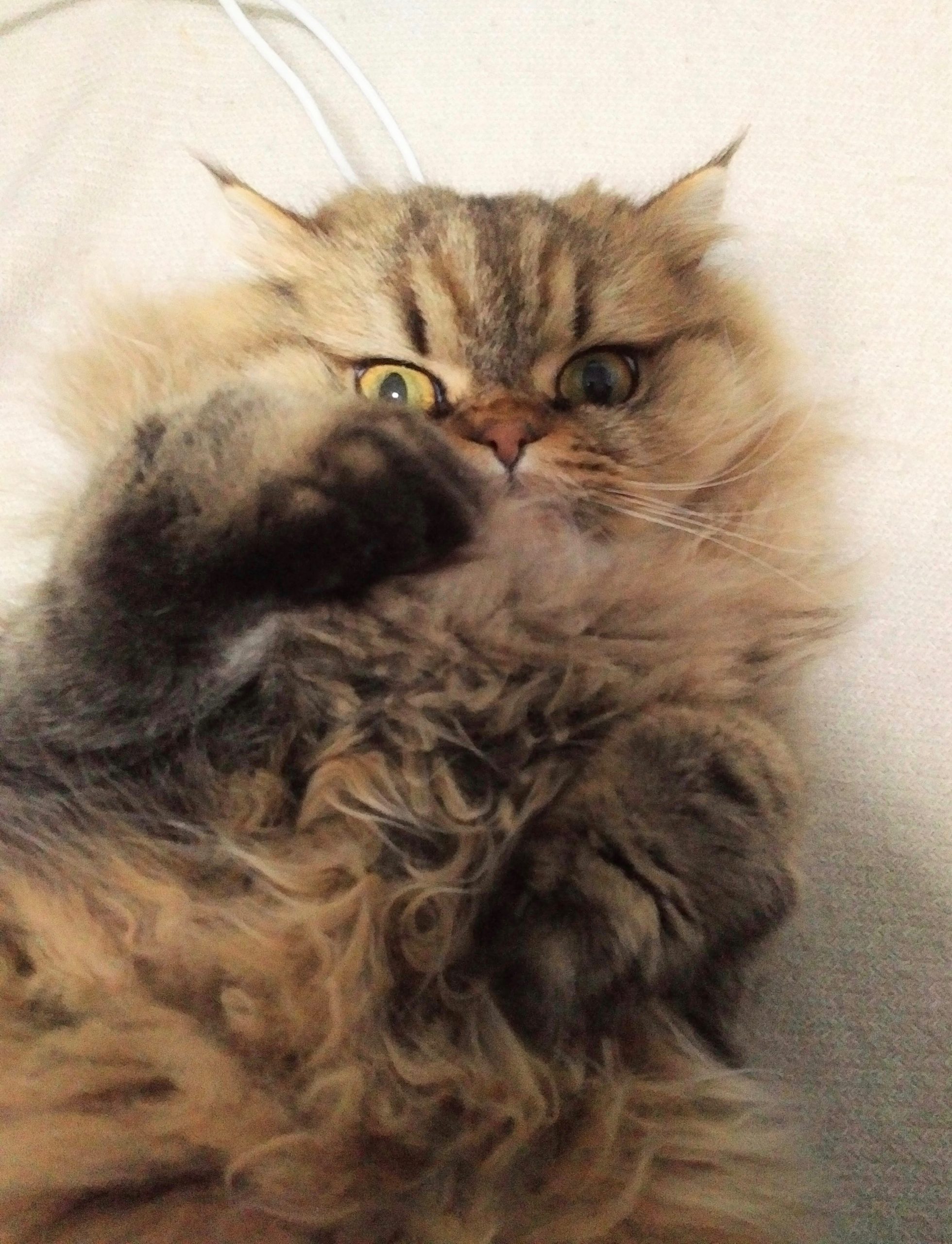 猫の怒り 身に覚えのない事件で八つ当たり 今日も猫に飼われてます Vol 241 Cancam Jp キャンキャン