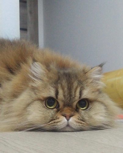 ひねくれチワワと やさぐれチンチラ 今日も猫に飼われてます Vol 243 Cancam Jp キャンキャン ひねくれチワワと やさぐれチンチラ 今日も猫に飼われてます Vol 243 Cancam Jp キャンキャン