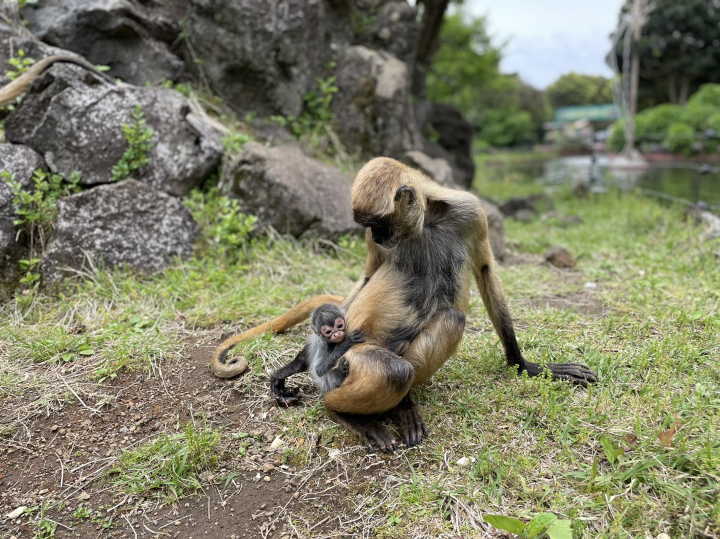 かわいすぎるっ 動物のかわいい赤ちゃんたちに癒される Cancam Jp キャンキャン