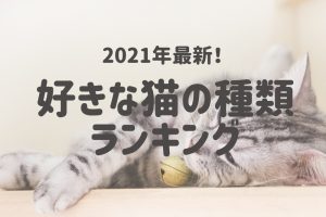 あなたはどの猫が好き 500人が選んだ 好きな猫の種類 ランキングtop5 Cancam Jp キャンキャン