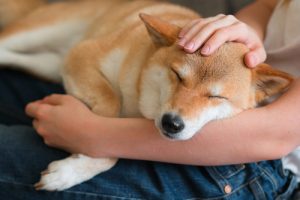 犬は犬好きの人がわかる」…ってホント？わんちゃんの特性を徹底調査