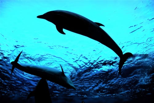 好きな動物で性格がまるわかり 男女の好きな動物ランキング Cancam Jp キャンキャン