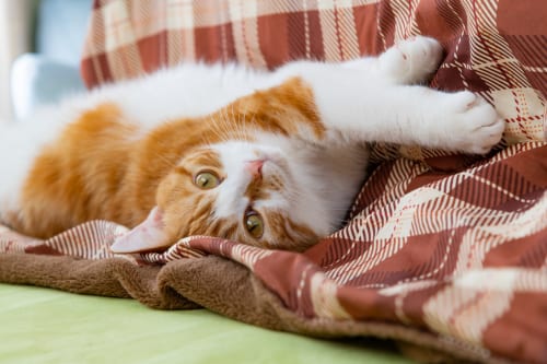 好きな動物で性格がまるわかり 男女の好きな動物ランキング Cancam Jp キャンキャン