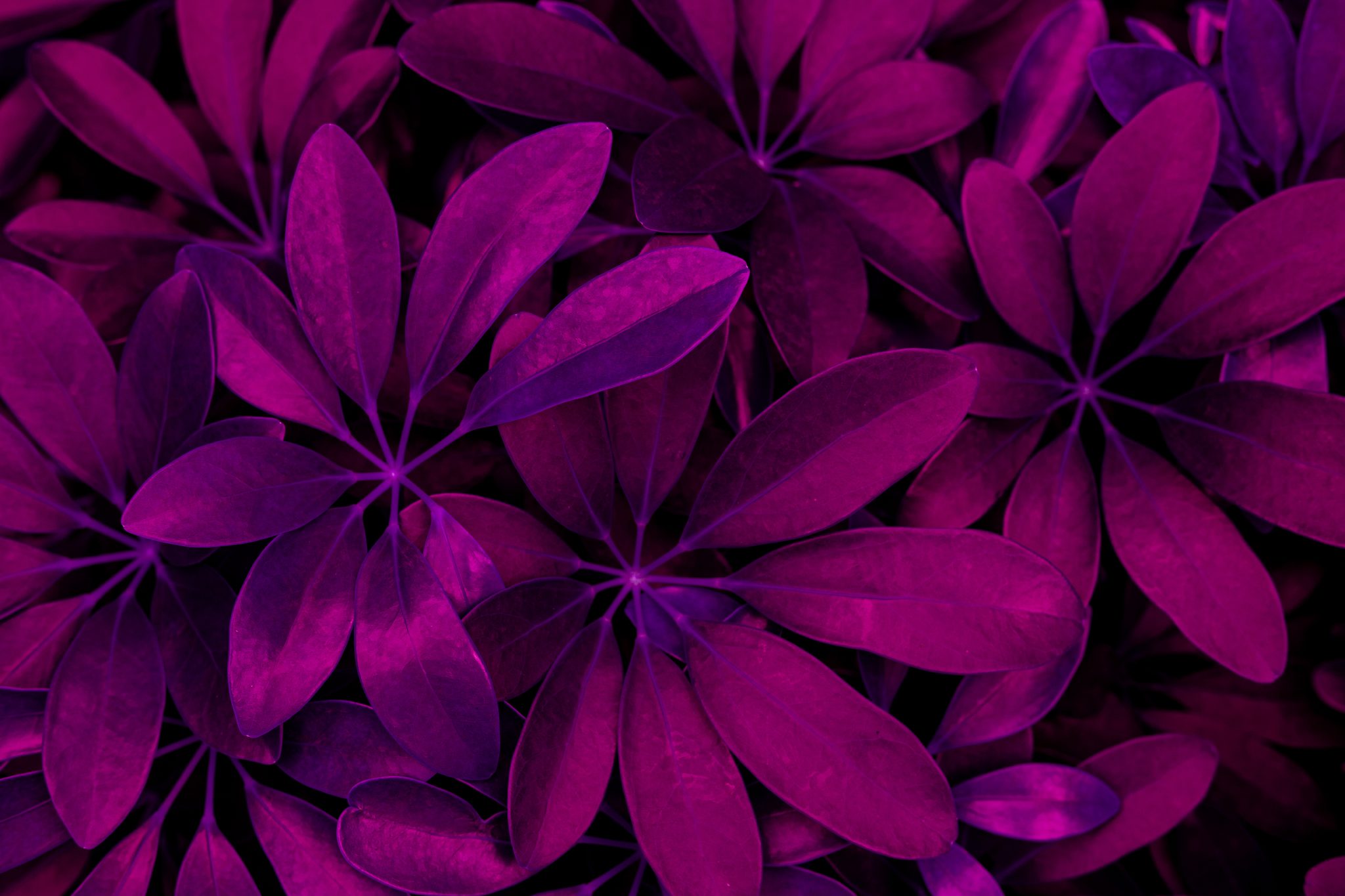 紫を英語で言うとヴァイオレット それともパープル いろいろな紫色 Cancam Jp キャンキャン