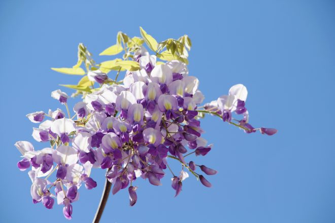 大和言葉って美しい 恋や花 季節に関する大和言葉と可愛い名前 Cancam Jp キャンキャン