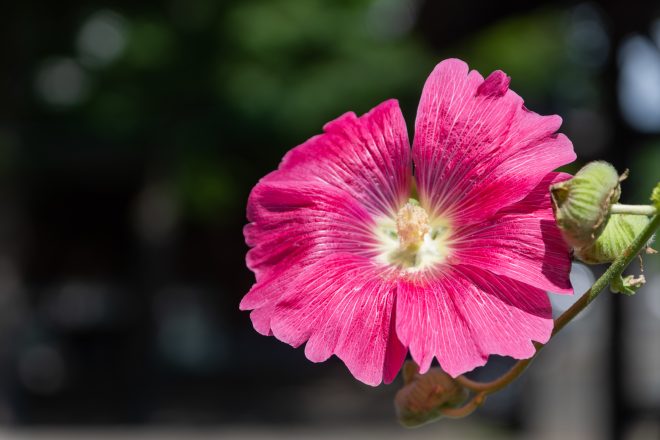 大和言葉って美しい 恋や花 季節に関する大和言葉と可愛い名前 Cancam Jp キャンキャン