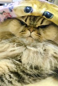 猫パンチせずにはいられない。|今日も猫に飼われてます。vol 猫パンチせずにはいられない。|今日も猫に飼われてます。vol