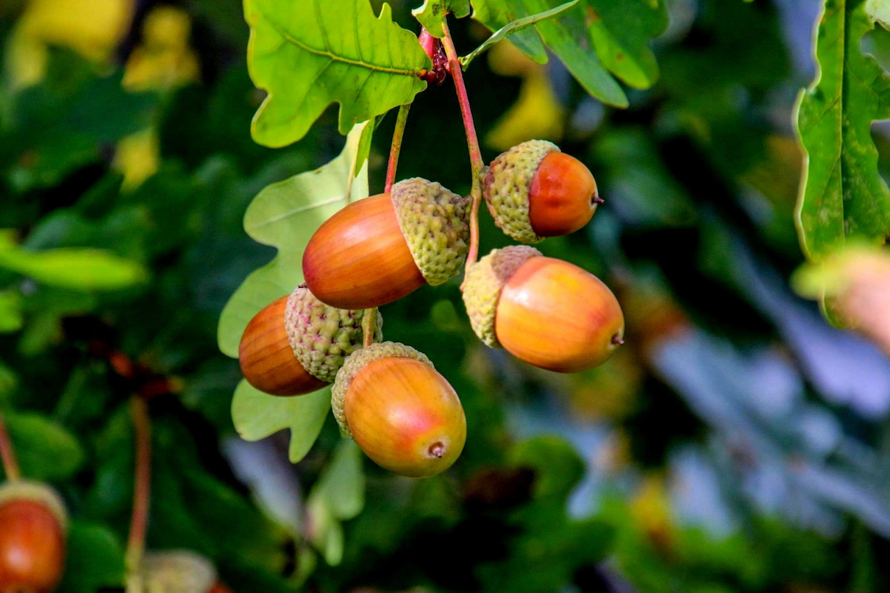 どんぐり 大人気の - 観葉植物