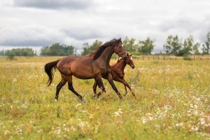 【夢占い】馬の夢は金運アップ？乗る・走る・飼うなど状況や色別の意味を紹介 - CanCam.jp（キャンキャン）