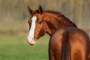 夢占い】馬の夢は金運アップ？乗る・走る・飼うなど状況や色別の意味を紹介 - CanCam.jp（キャンキャン）