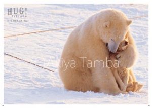 シロクマを撮り続け15年！話題の本『HUG!friends』カメラマンに