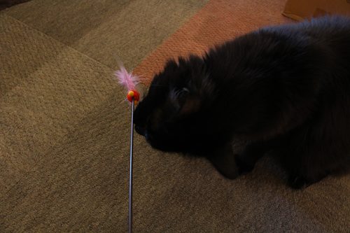 「猫の日」なので都内の猫カフェに行ったらスゴかった！