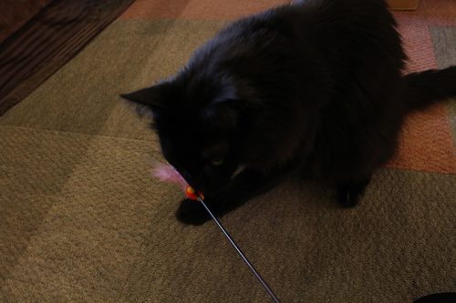 「猫の日」なので都内の猫カフェに行ったらスゴかった！