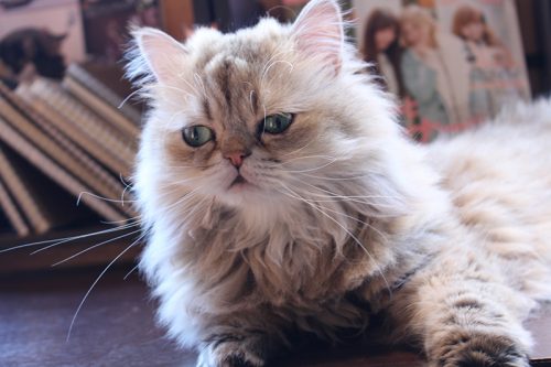 「猫の日」なので都内の猫カフェに行ったらスゴかった！
